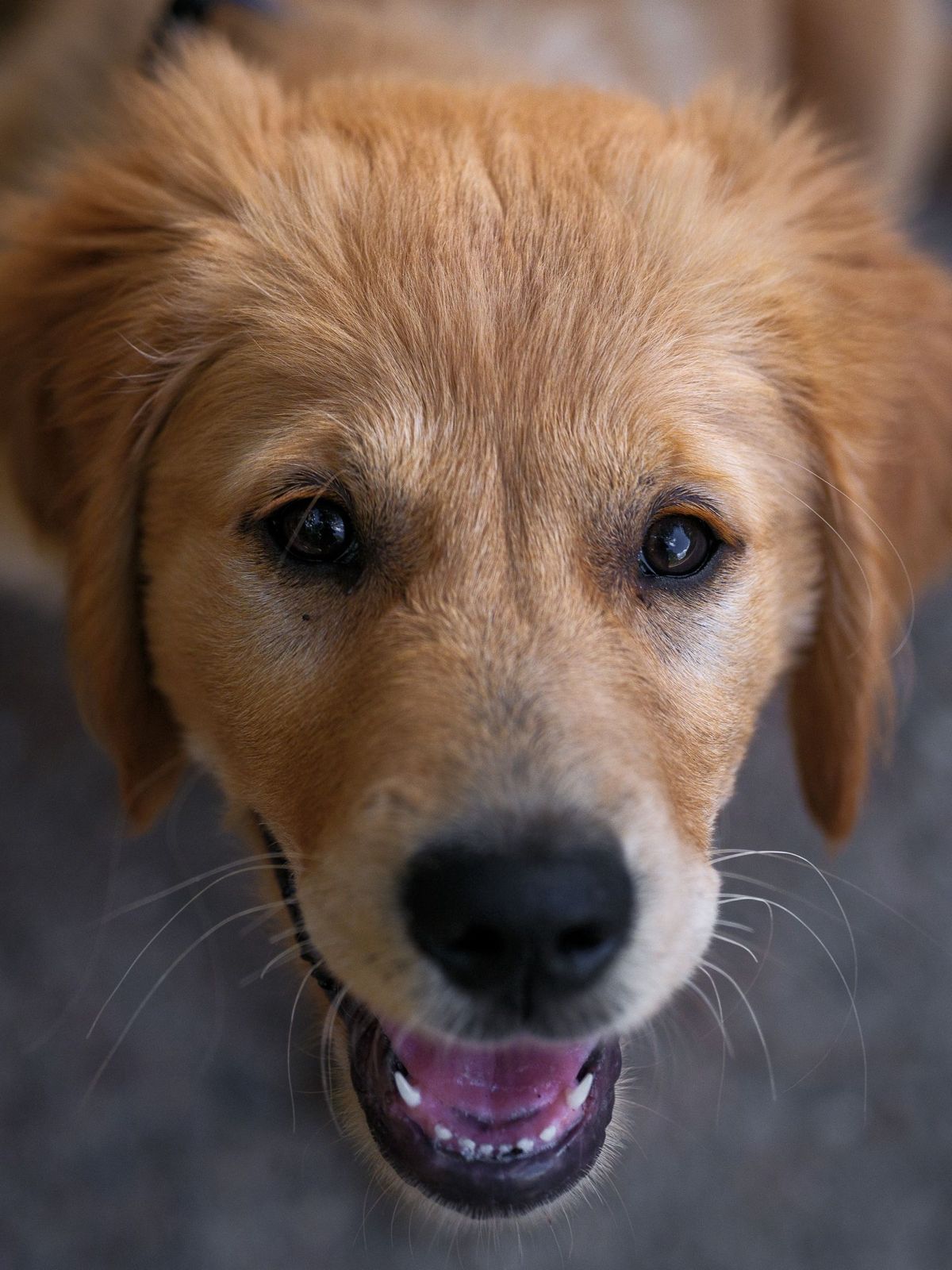 Cachorro golden retriever mirando hacia arriba