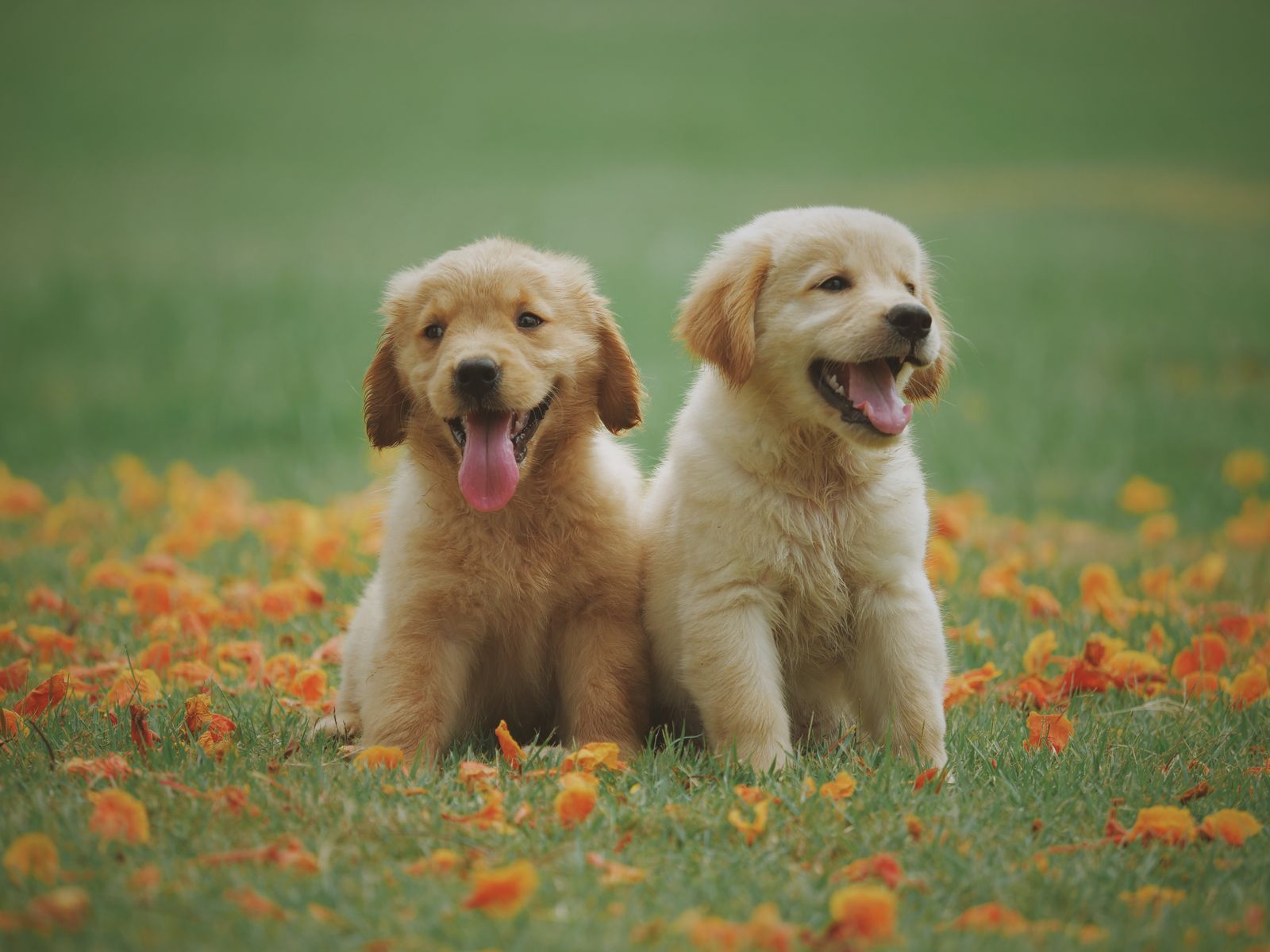 Dos cachorros felices sentados en el césped