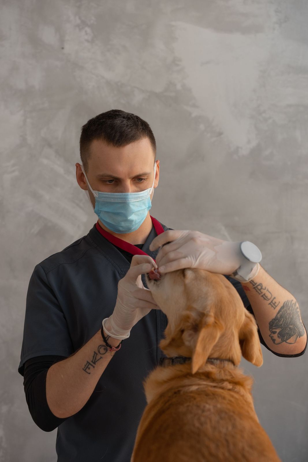 Veterinario atendiendo a un perro