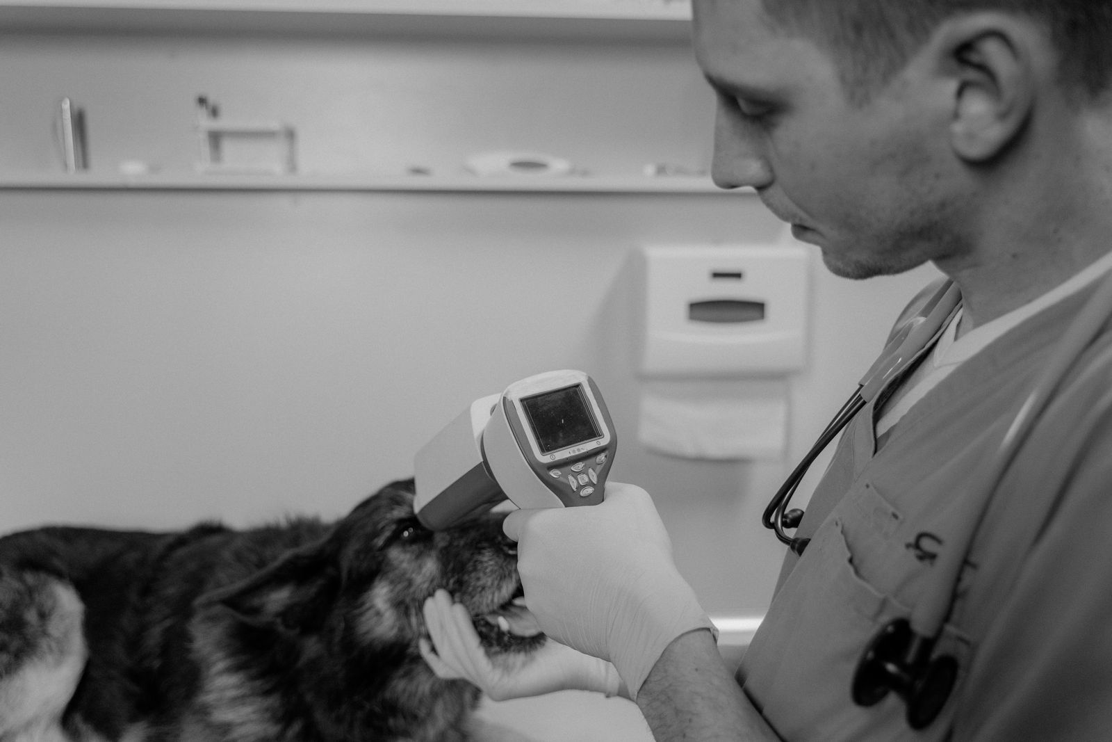 Veterinario revisando los ojos de un perro con un instrumento