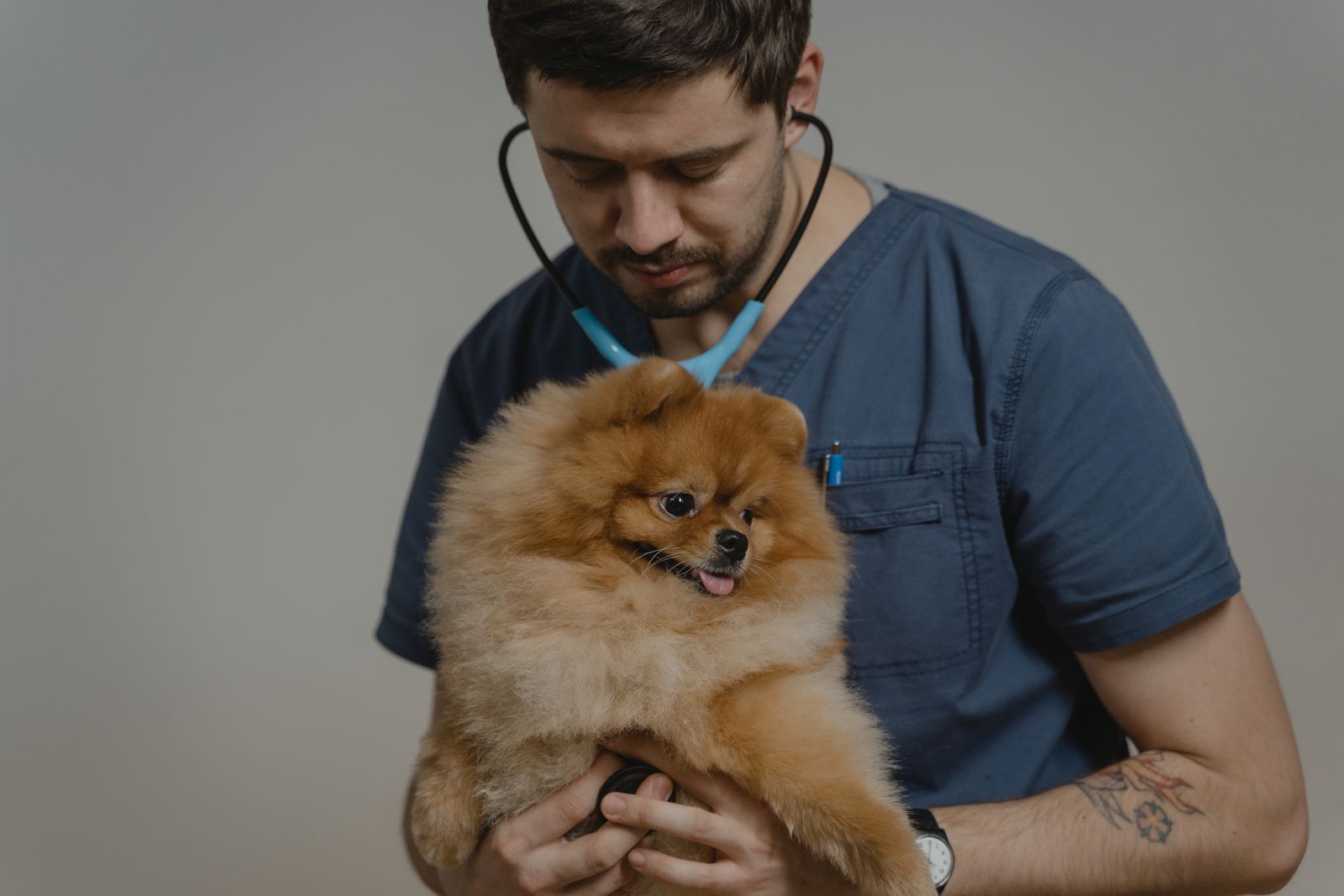 Veterinario examinando a un perro pomerania