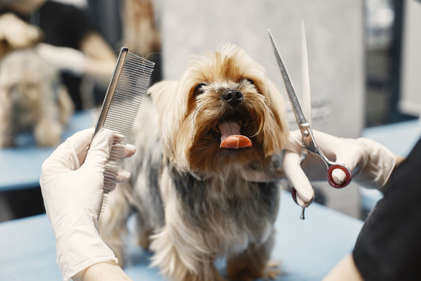 Corte de pelo a un perro pequeño